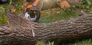 Best Tree Risk Assessment  in East Quogue, NY