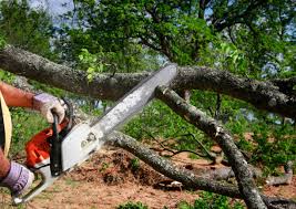 Best Tree Preservation Services  in East Quogue, NY