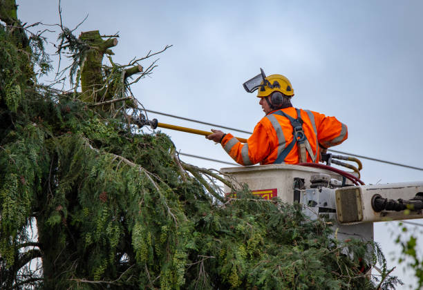 Best Tree Cabling and Bracing  in East Quogue, NY