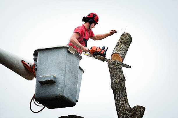 Reliable East Quogue, NY Tree Care Solutions