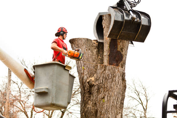 Best Seasonal Cleanup (Spring/Fall)  in East Quogue, NY